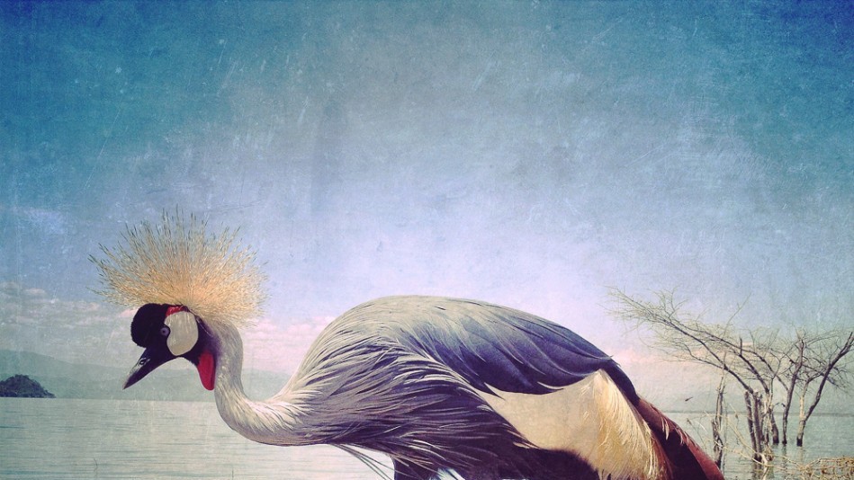 Лауреатами конкурсу стали 57 фотографів з різних країн