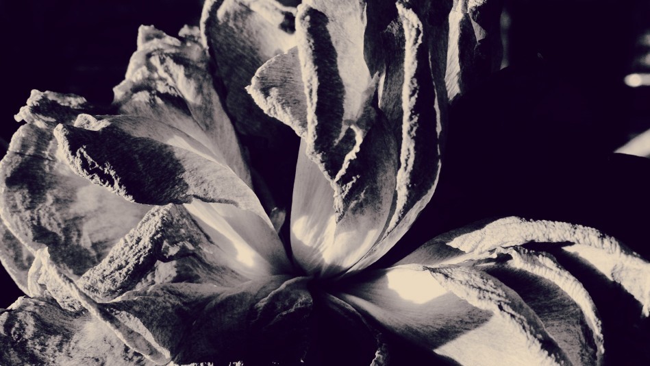 Лауреатами конкурсу стали 57 фотографів з різних країн