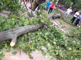 Дерево упало на Соборной площади
