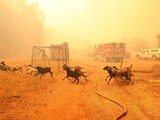 У Каліфорнії вирує лісова пожежа