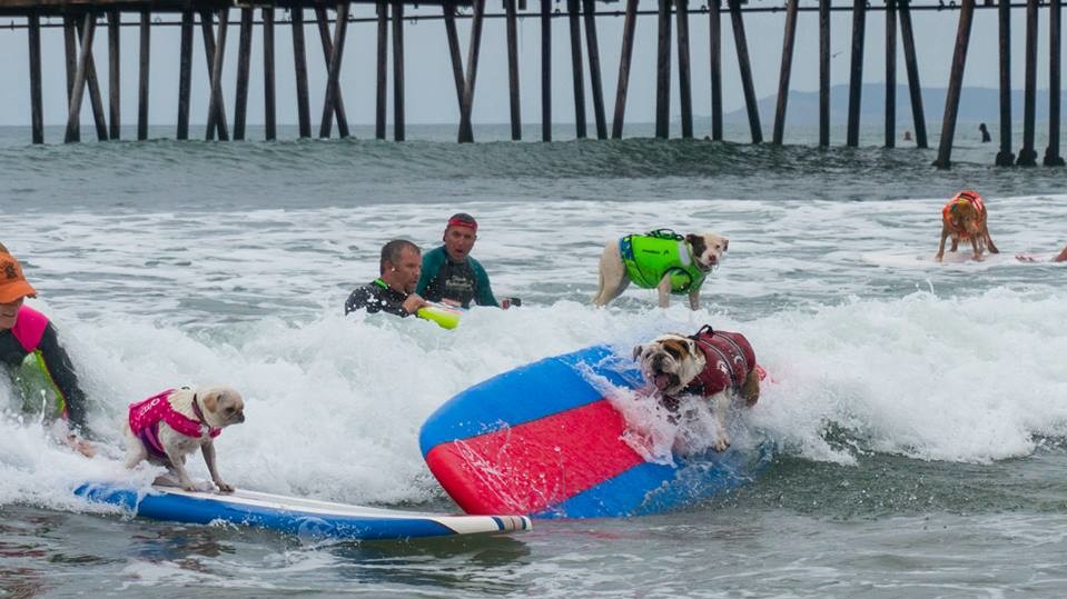 Собаки с удовольствием катались на досках