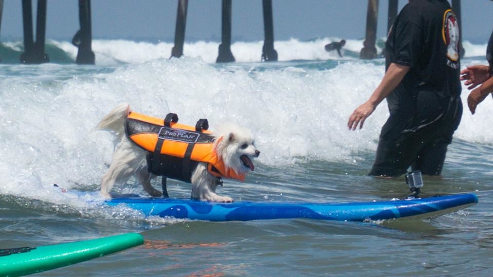 Собаки с удовольствием катались на досках