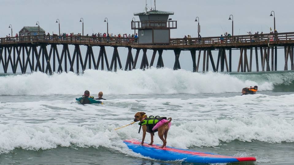 Собаки с удовольствием катались на досках