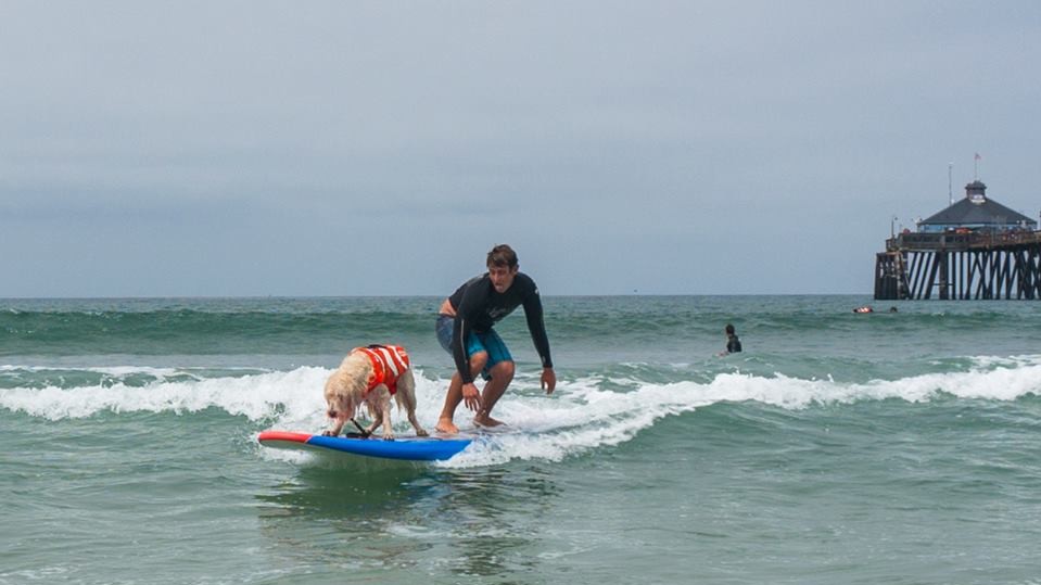 Собаки с удовольствием катались на досках