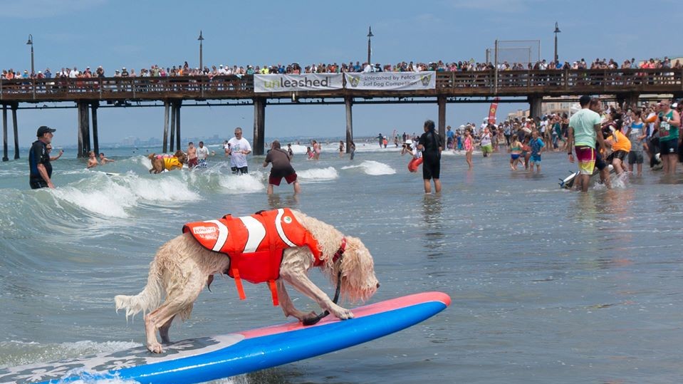 Собаки с удовольствием катались на досках