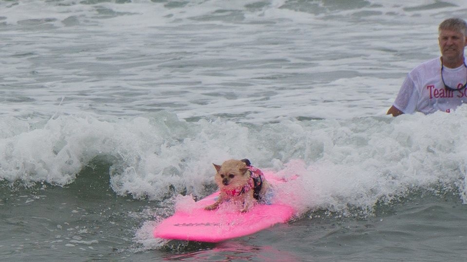 Собаки с удовольствием катались на досках