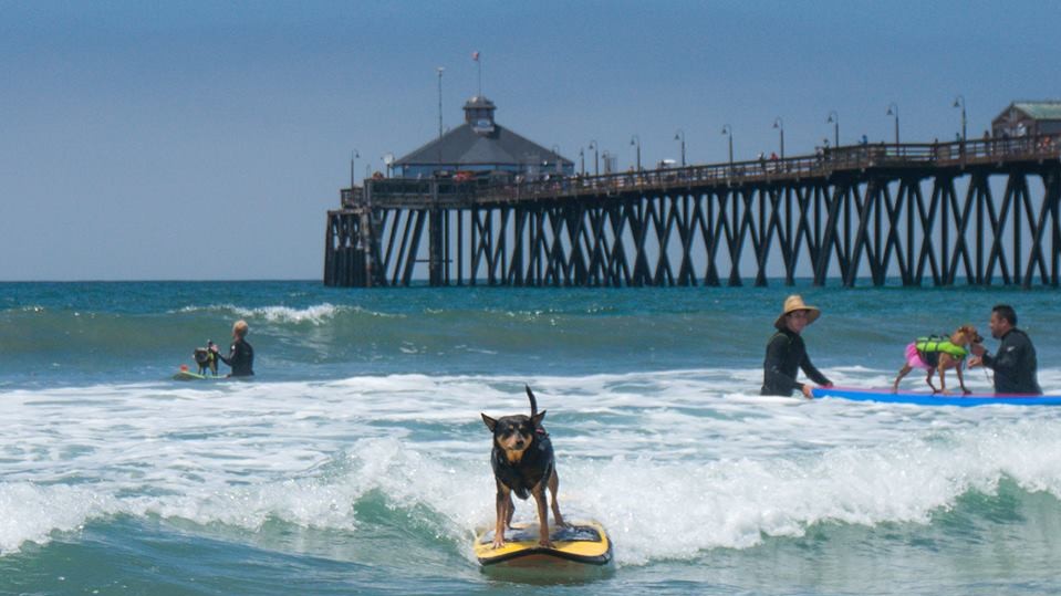 Собаки с удовольствием катались на досках