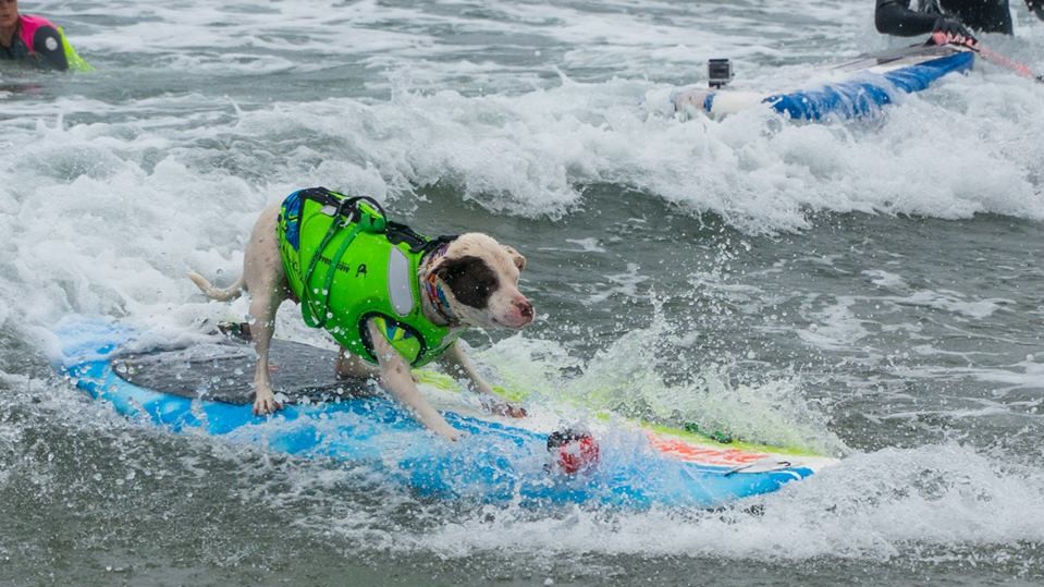 Собаки с удовольствием катались на досках