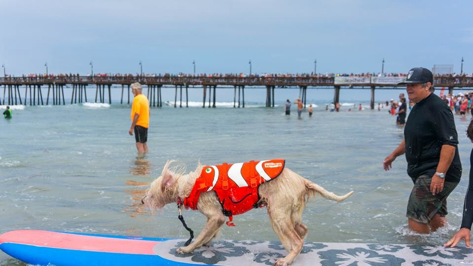 Собаки с удовольствием катались на досках