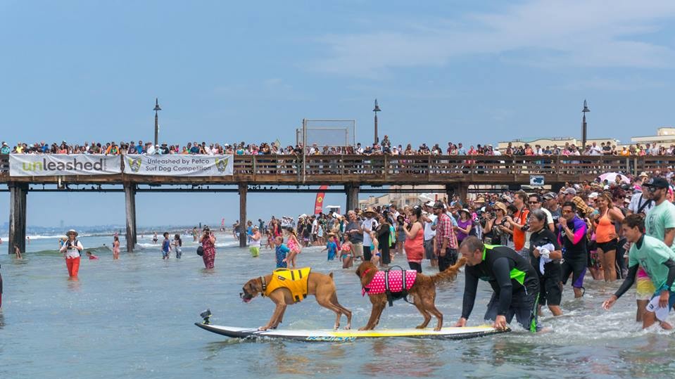 Собаки с удовольствием катались на досках
