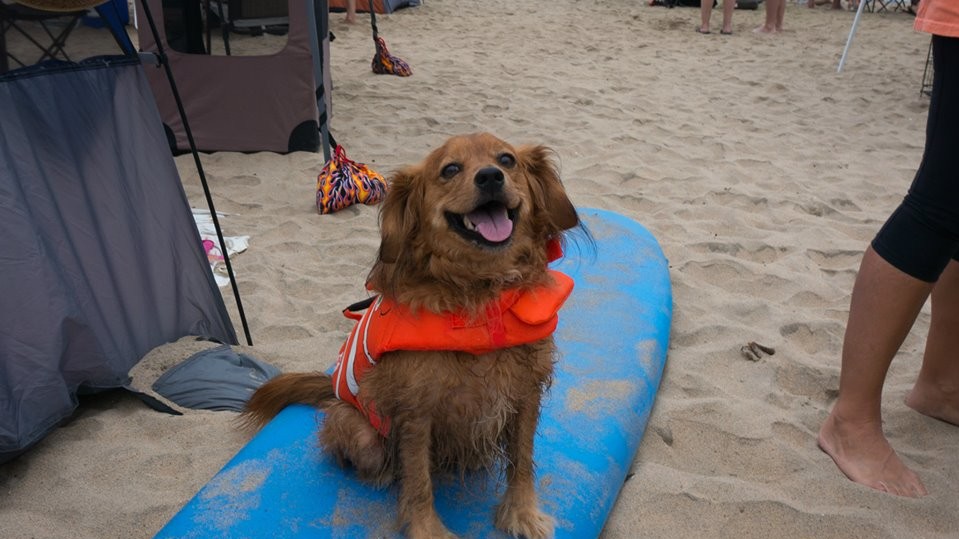 Собаки с удовольствием катались на досках