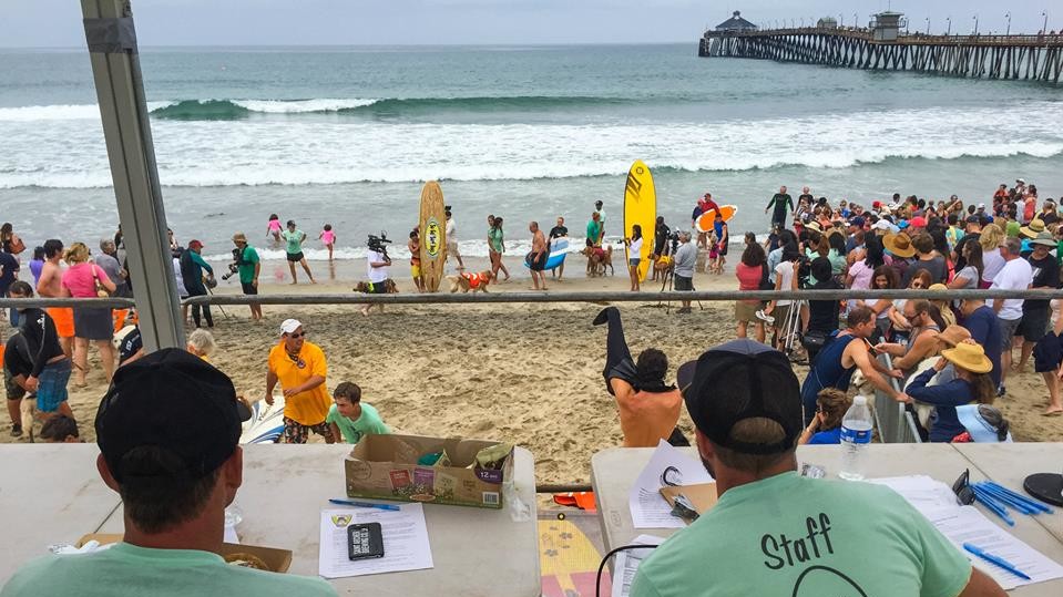 Собаки с удовольствием катались на досках