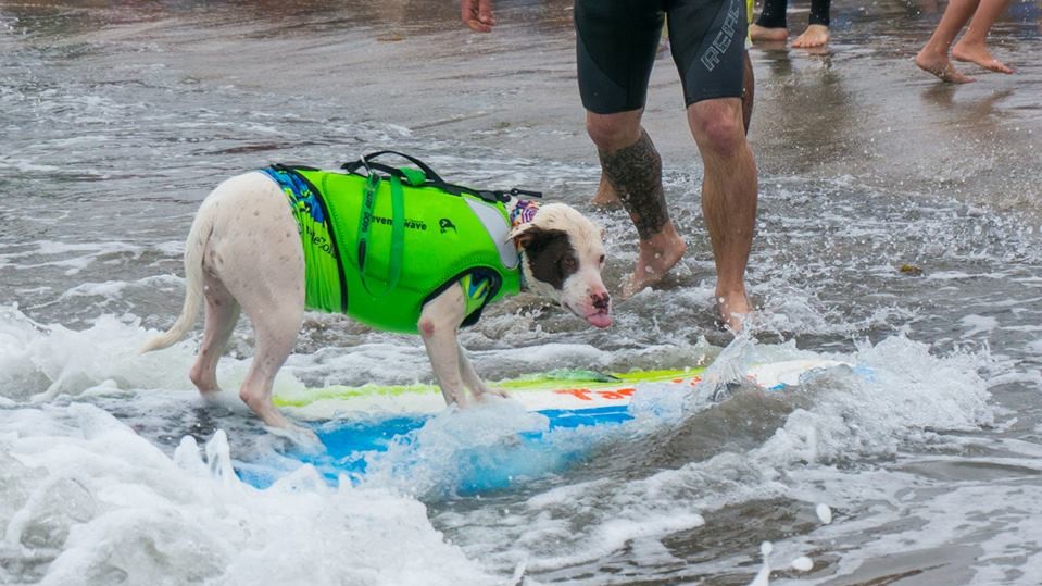 Собаки с удовольствием катались на досках