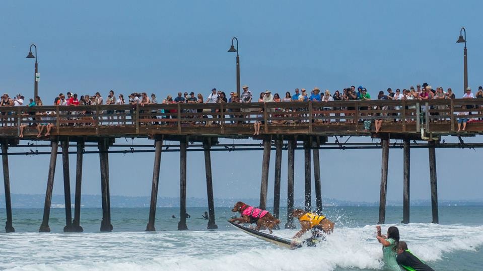 Собаки с удовольствием катались на досках