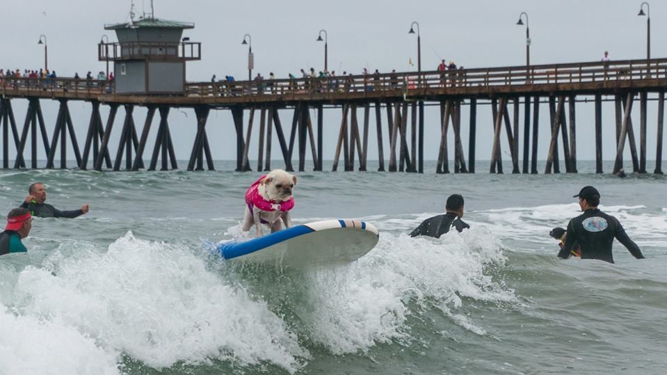 Собаки с удовольствием катались на досках