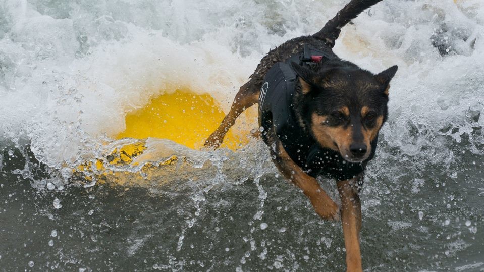 Собаки с удовольствием катались на досках