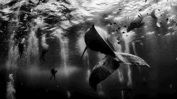 Первое место завоевало фото в категории "Открытые пространства", сделанное у побережья Мексики и запечатлевшее дайвинг с китами