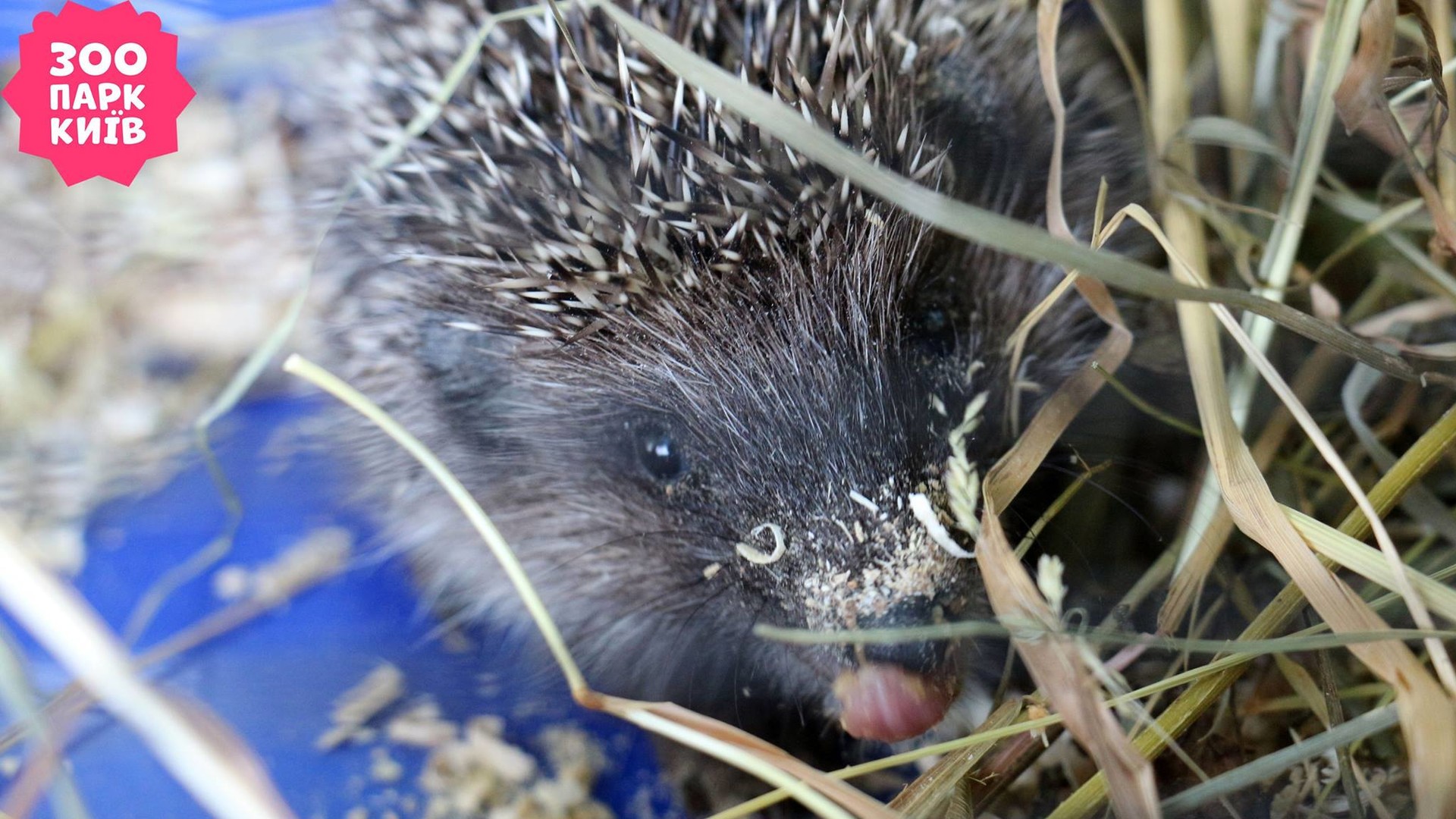 День ветеринара в зоопарку