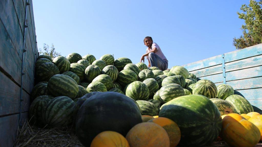 На фестивалі в Херсонській області гості наїлися солодких кавунів