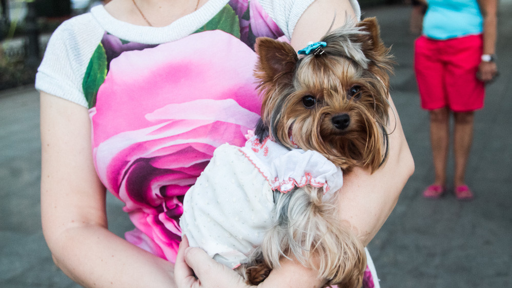 "Вышиванковый фестиваль" в Одессе прошел с размахом