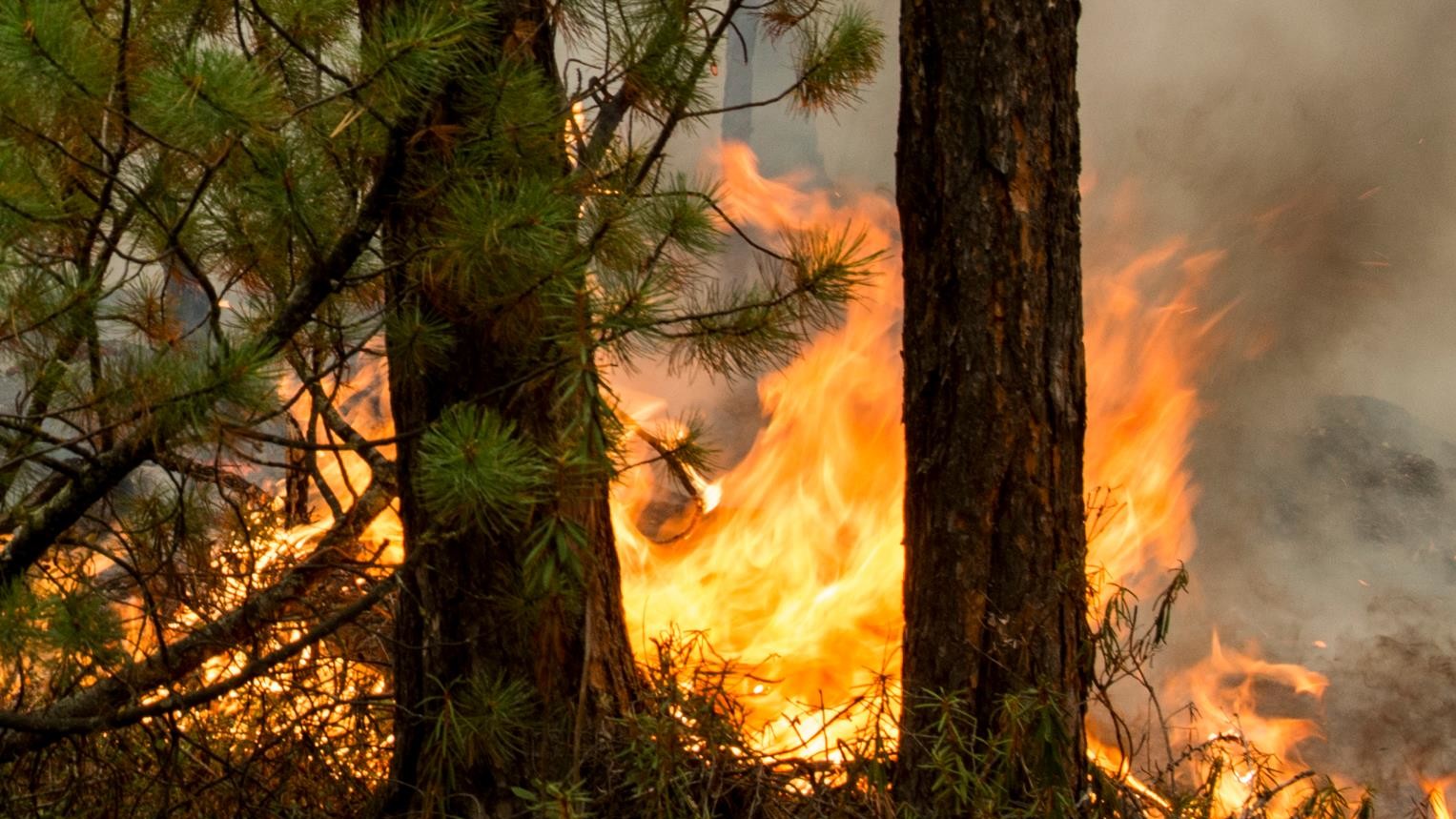 Огонь уничтожает деревья в заповедниках