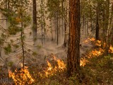 Вогонь знищує дерева в заповідниках