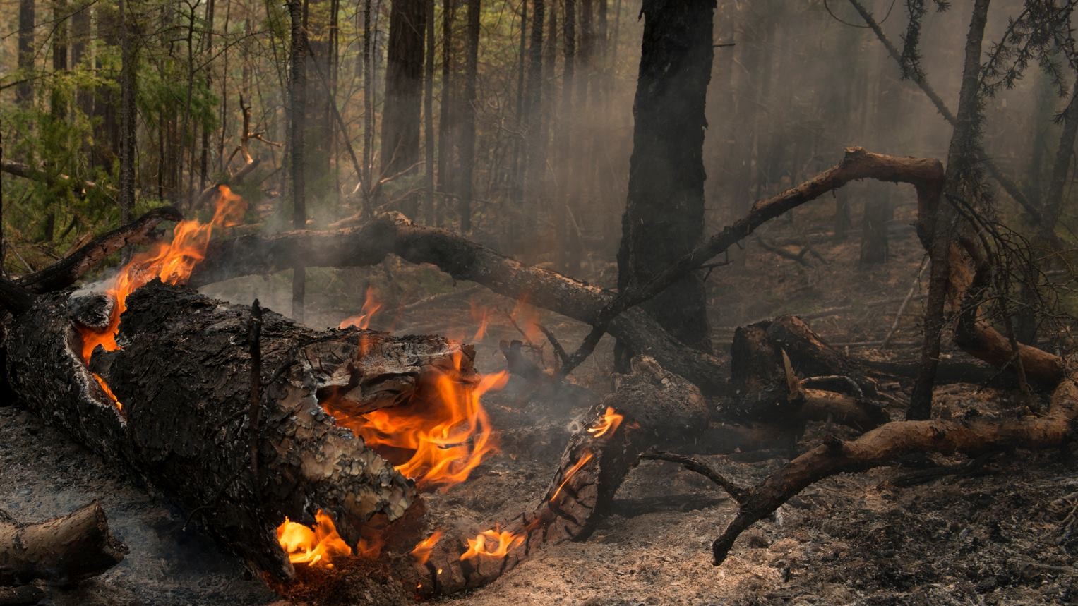 Вогонь знищує дерева в заповідниках
