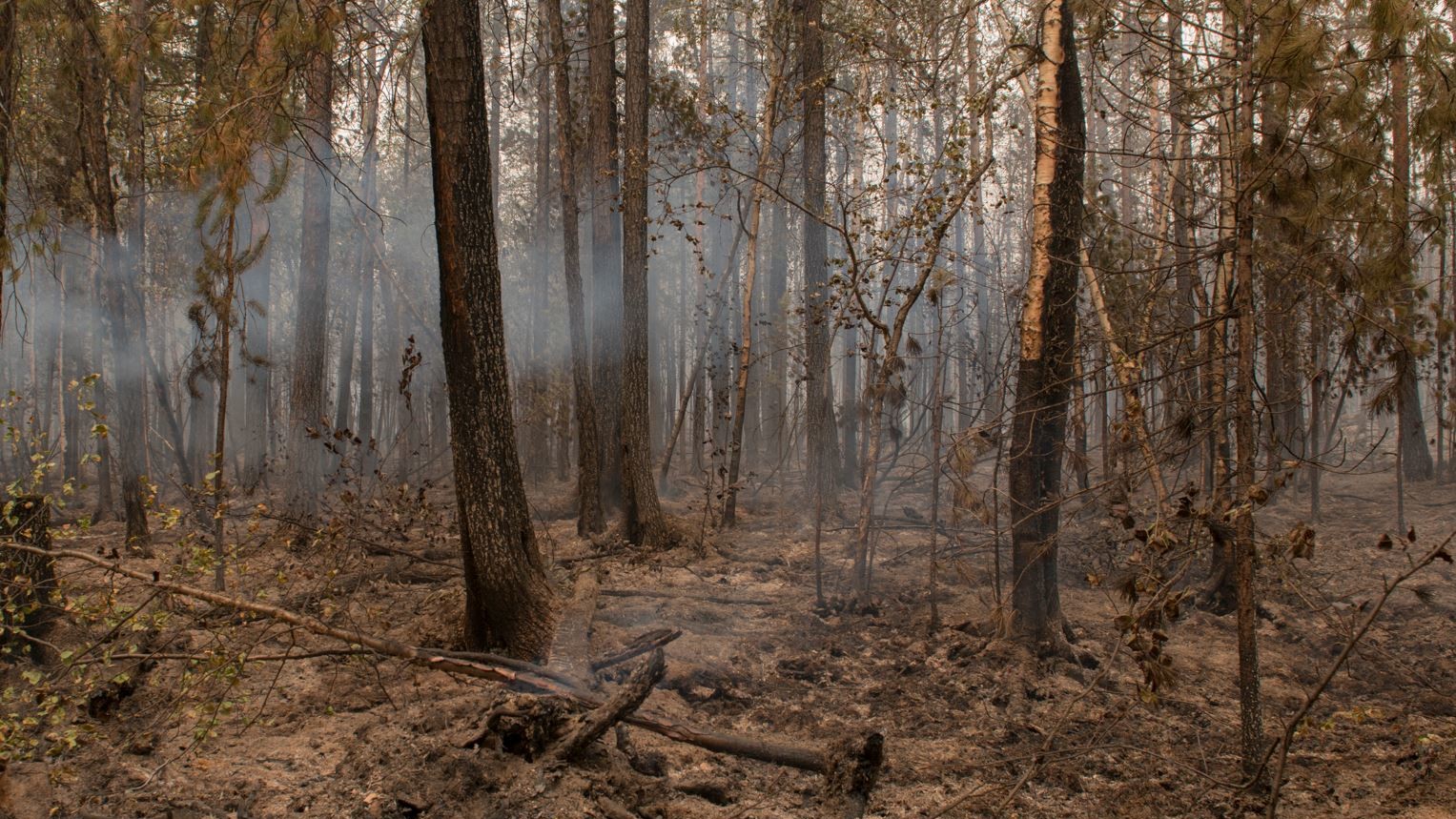 Вогонь знищує дерева в заповідниках