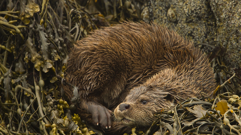 Фото Стива Рейса