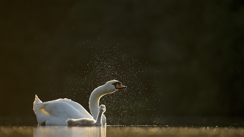 Фото Эндрю Паркинсона
