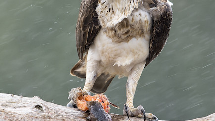 Фото Стивена Уильямса
