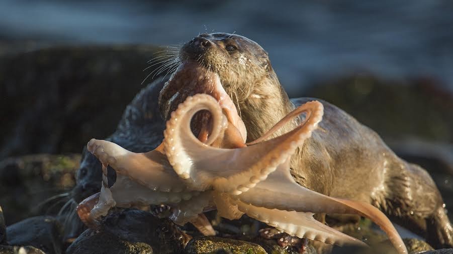 Фото Ричарда Шуксмита