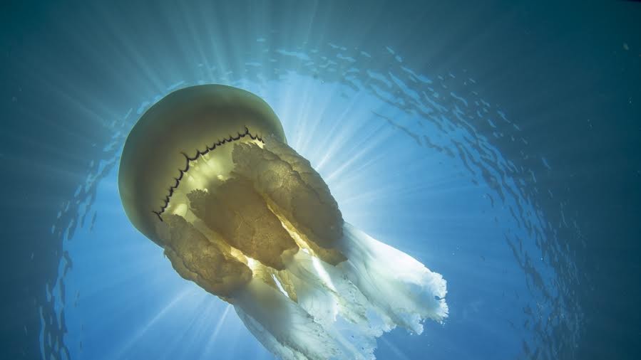 Фото Марка Уэбстера