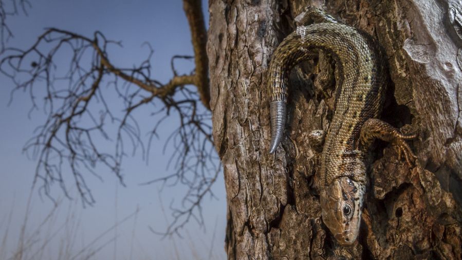 Фото Вильяма Харви. Победитель в номинации "Портреты животных"