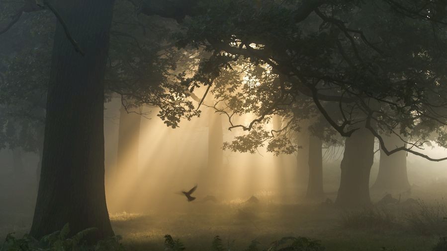 Победитель в номинации "Дикий лес". Фото Чайтаньи Дешпанда