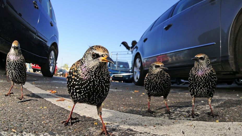 Победитель в номинации "Природа в городе", скворцы на автостоянке в Лондоне. Фото Томаса Брэнгвина
