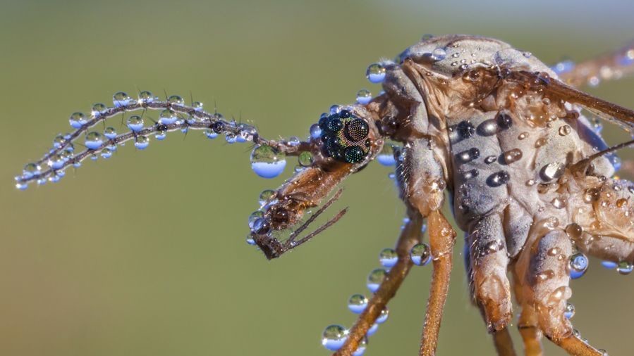 Победитель в номинации "Скрытая Британия", комар-долгоножка. Фото Алекса Хайда