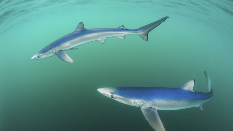 Победитель в номинации "Побережье и море". Фото Пола Коулли