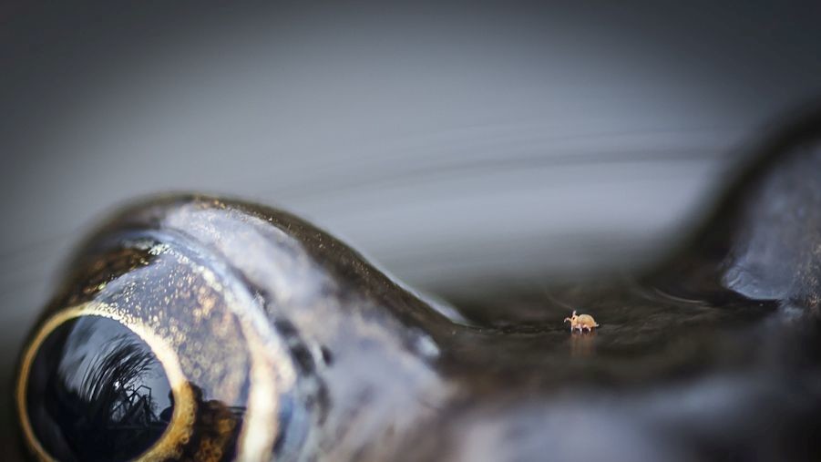 Победитель в номинации "Ближе к природе", клещ на голове лягушки. Фото Криса Спеллера