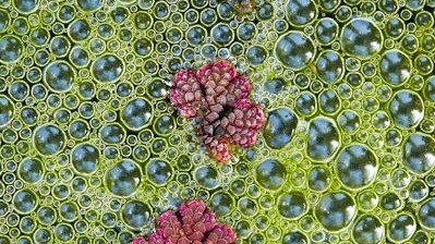 Победитель в номинации "Ботаника", водяной папоротник. Фото Тима Ханта