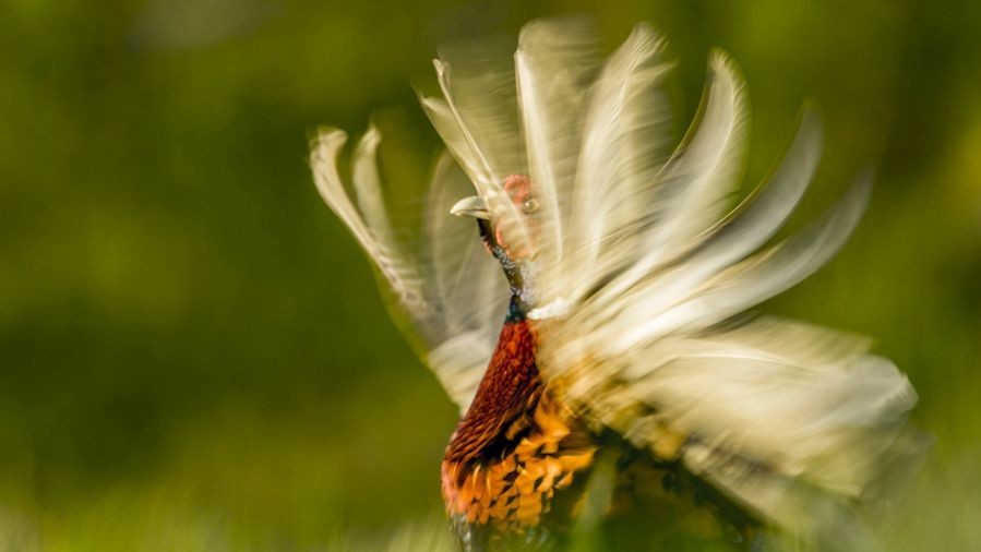 Победитель в номинации "Поведение животных". Фото Криса Уорсли