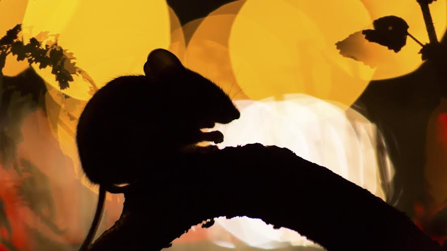 Фото Дамиана Куздака