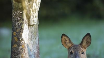 Фото Джулиана Кокса