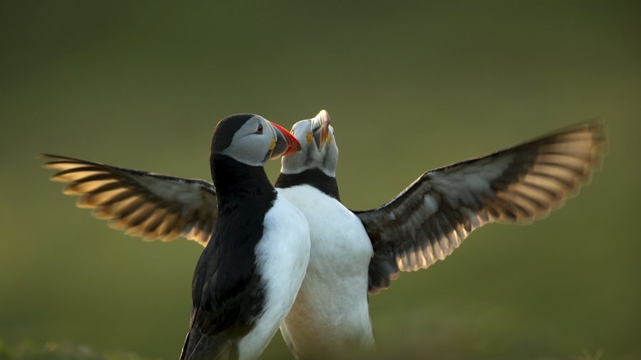 Фото Дэнни Грина