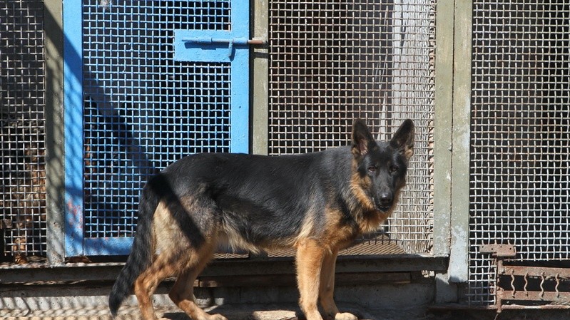 Собаки кинологического центра