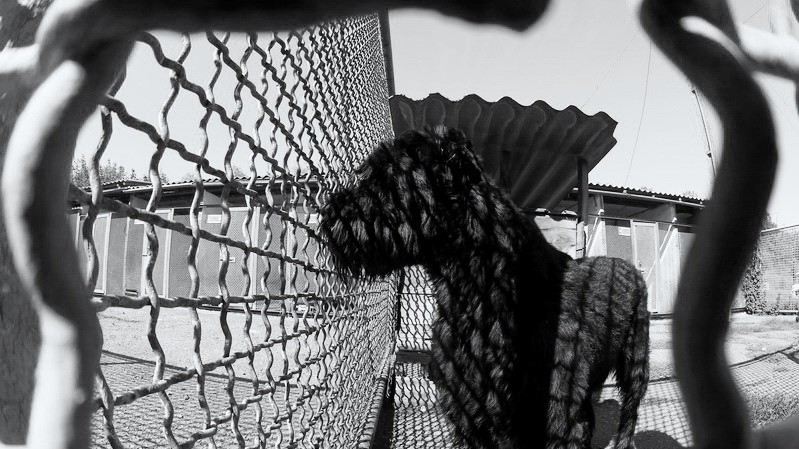 Собаки кинологического центра