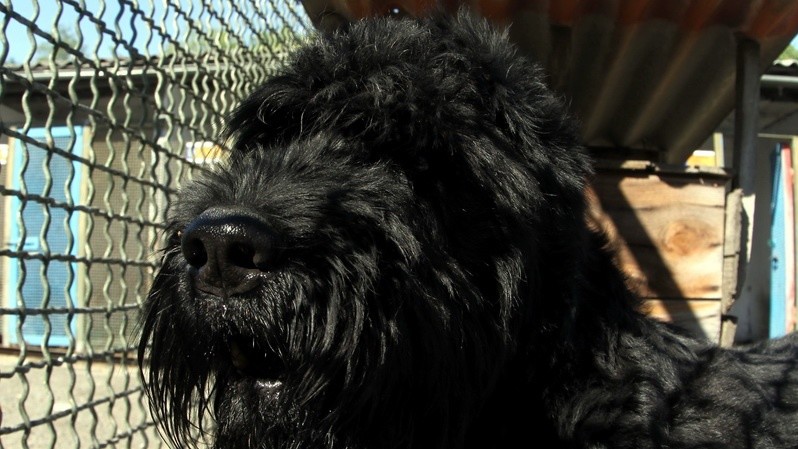 Собаки кинологического центра