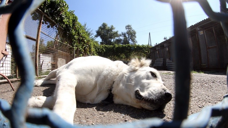 Собаки кинологического центра