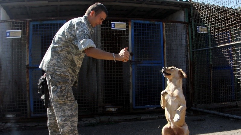 Тренировка собаки