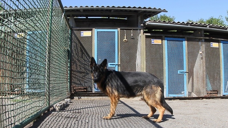 Собаки кинологического центра